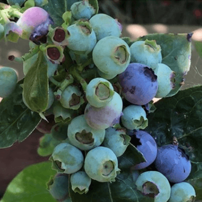 Blueberries on the bush